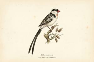 Pin-tailed Whydah illustration