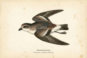 Pincoya Storm-Petrel illustration