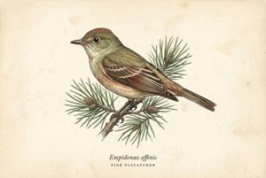 Pine Flycatcher illustration