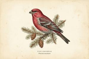 Pine Grosbeak illustration