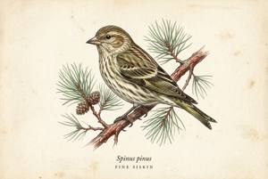 Pine Siskin illustration