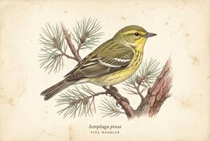 Pine Warbler illustration