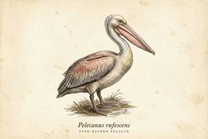 Pink-backed Pelican illustration