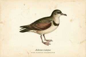 Pink-footed Shearwater illustration
