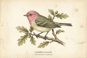 Pink-headed Warbler illustration