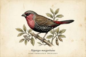 Pink-throated Twinspot illustration