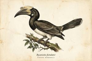 Piping Hornbill illustration