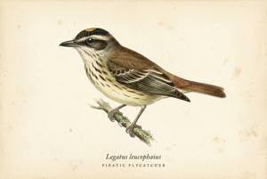 Piratic Flycatcher illustration