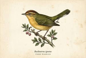 Pirre Warbler illustration
