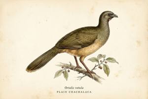 Plain Chachalaca illustration