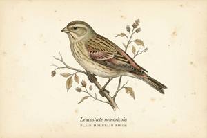 Plain Mountain Finch illustration