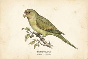 Plain Parakeet illustration