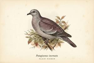 Plain Pigeon illustration