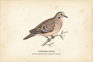 Plain-breasted Ground Dove illustration