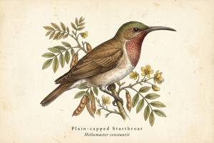 Plain-capped Starthroat illustration