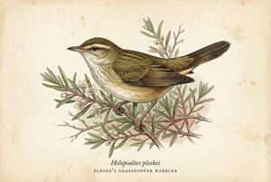 Pleske's Grasshopper Warbler illustration