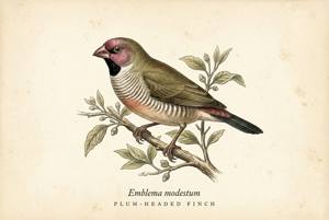 Plum-headed Finch illustration