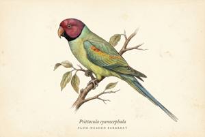 Plum-headed Parakeet illustration