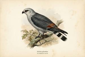 Plumbeous Kite illustration