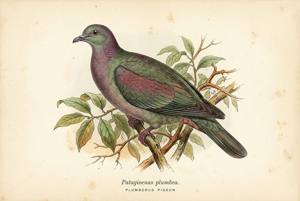 Plumbeous Pigeon illustration
