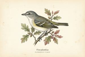 Plumbeous Vireo illustration