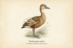 Plumed Whistling-Duck illustration