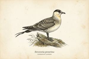 Pomarine Jaeger illustration