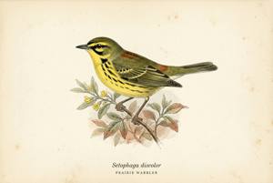 Prairie Warbler illustration