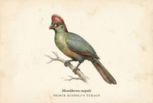 Prince Ruspoli's Turaco illustration