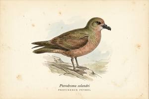 Providence Petrel illustration