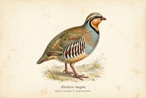 Przevalski's Partridge illustration