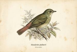 Puaiohi illustration