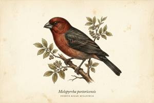Puerto Rican Bullfinch illustration