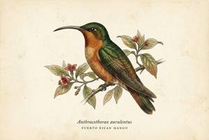 Puerto Rican Mango illustration
