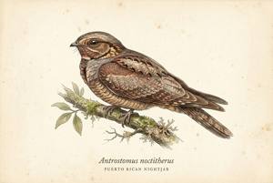 Puerto Rican Nightjar illustration