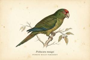 Puerto Rican Parakeet illustration