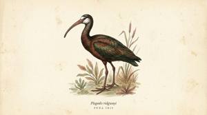 Puna Ibis illustration