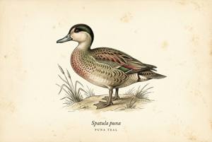 Puna Teal illustration