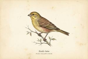Puna Yellow-Finch illustration