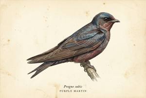 Purple Martin illustration