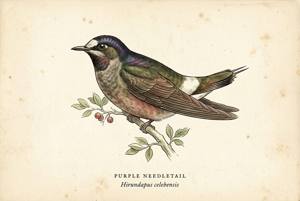Purple Needletail illustration