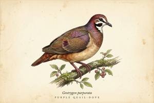 Purple Quail-Dove illustration