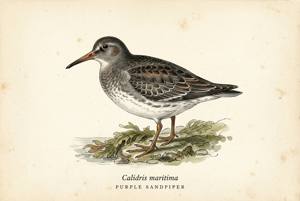 Purple Sandpiper illustration