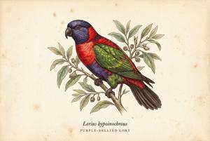 Purple-bellied Lory illustration