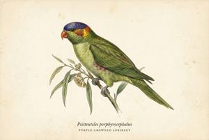 Purple-crowned Lorikeet illustration