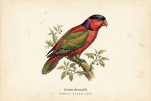 Purple-naped Lory illustration