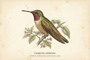 Purple-throated Mountain-gem illustration