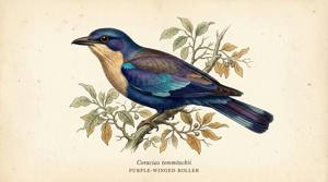 Purple-winged Roller illustration