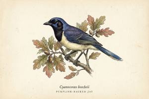 Purplish-backed Jay illustration