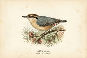 Pygmy Nuthatch illustration